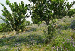 Tropical Pasture Research Center