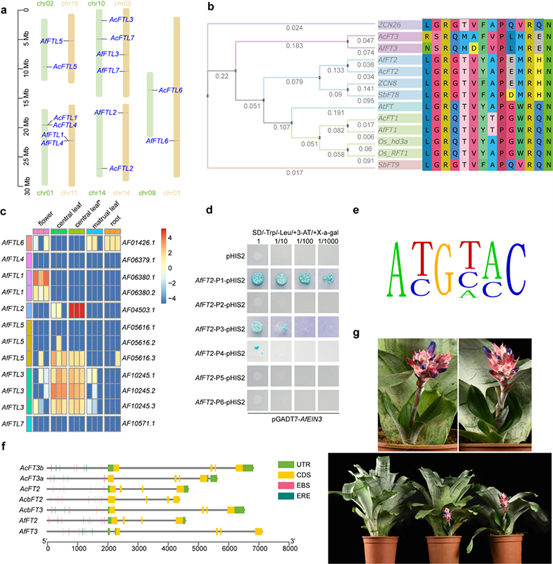 FT-like 基因是粉菠萝乙烯催花中的关键基因。 拷贝.jpg