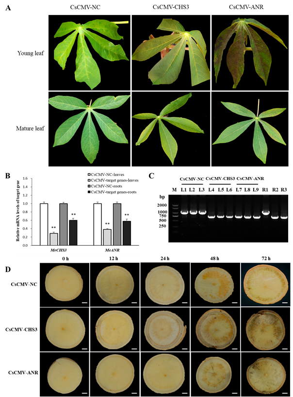 木薯基础研究1.png