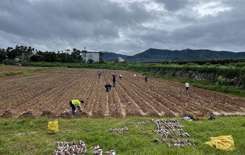 首批代表性木薯种质资源表型鉴定实验材料在三亚种植.jpg