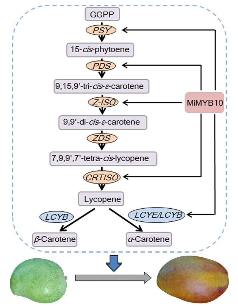 MiMYB10调控果实颜色的示意图.jpg