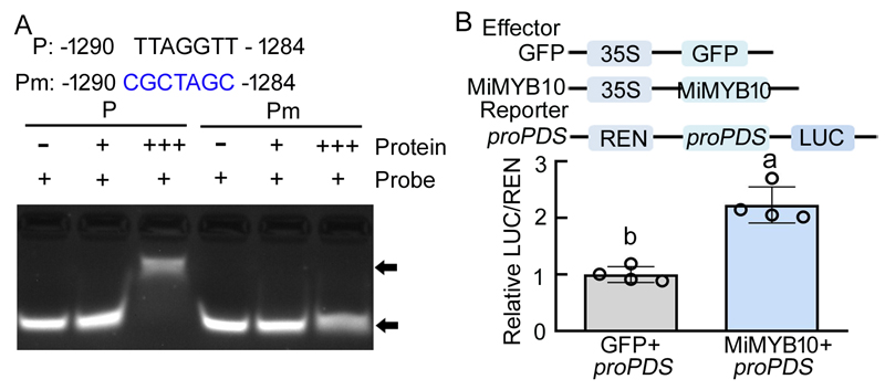 图1 MiMYB10直接调控类胡萝卜素生物合成关键基因MiPDS.jpg