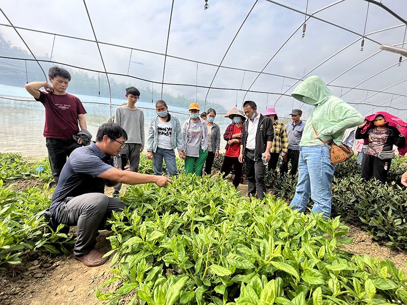 图2五指山野菜田间种植指导.jpg