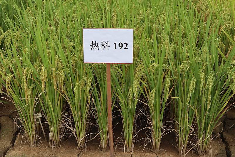 22-水稻 热科192.JPG