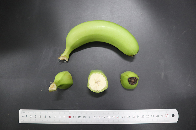 5-香蕉 宝岛蕉.jpg
