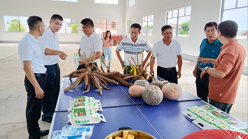 图3 东成镇食用木薯种植加工基地调研.jpg