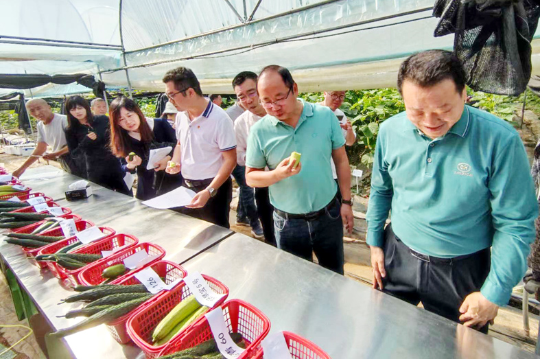 图2 黄瓜品种现场评价.jpg