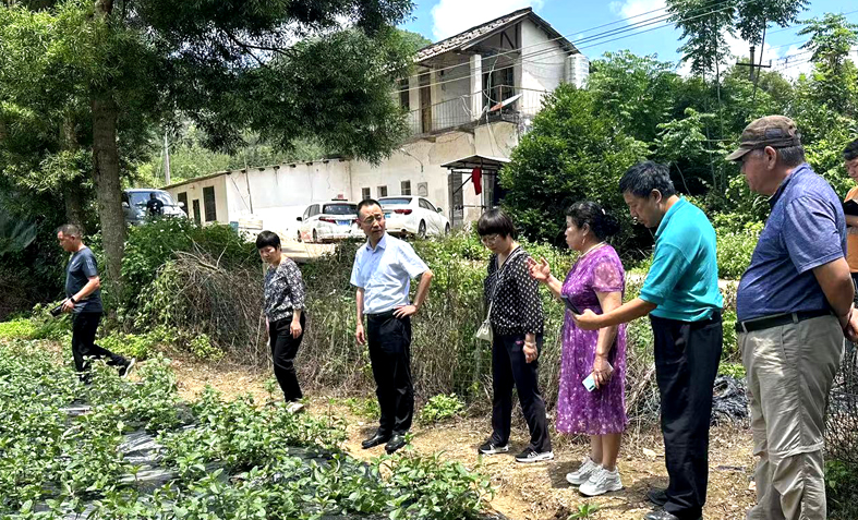 调研仙草种植基地.jpg