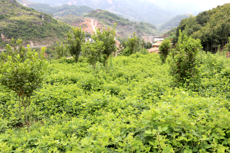 黎鹜绿叶山蚂蝗-1.png